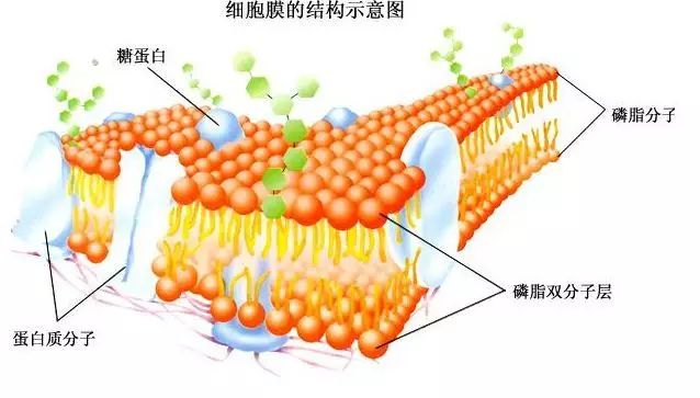 高一生物必修一知识点总结