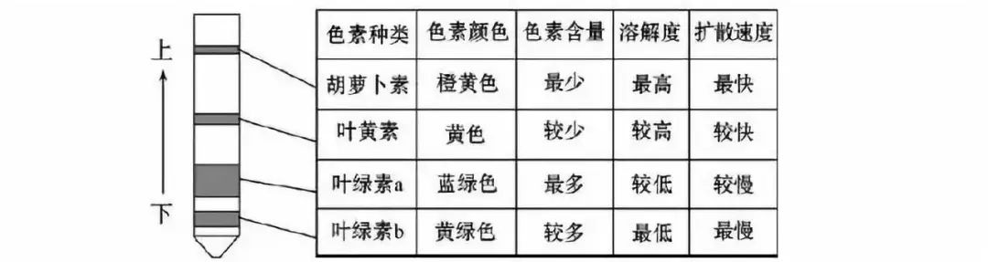 高一生物必修一知识点总结