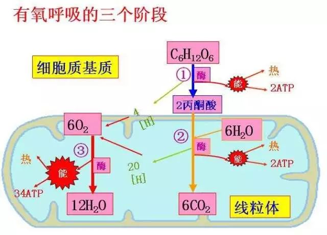 高一生物必修一知识点总结