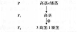 孟德尔第一定律是什么