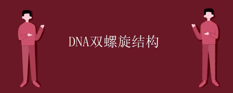 DNA双螺旋结构